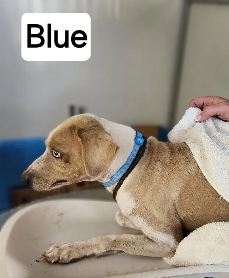 Blue thumbnail 2
