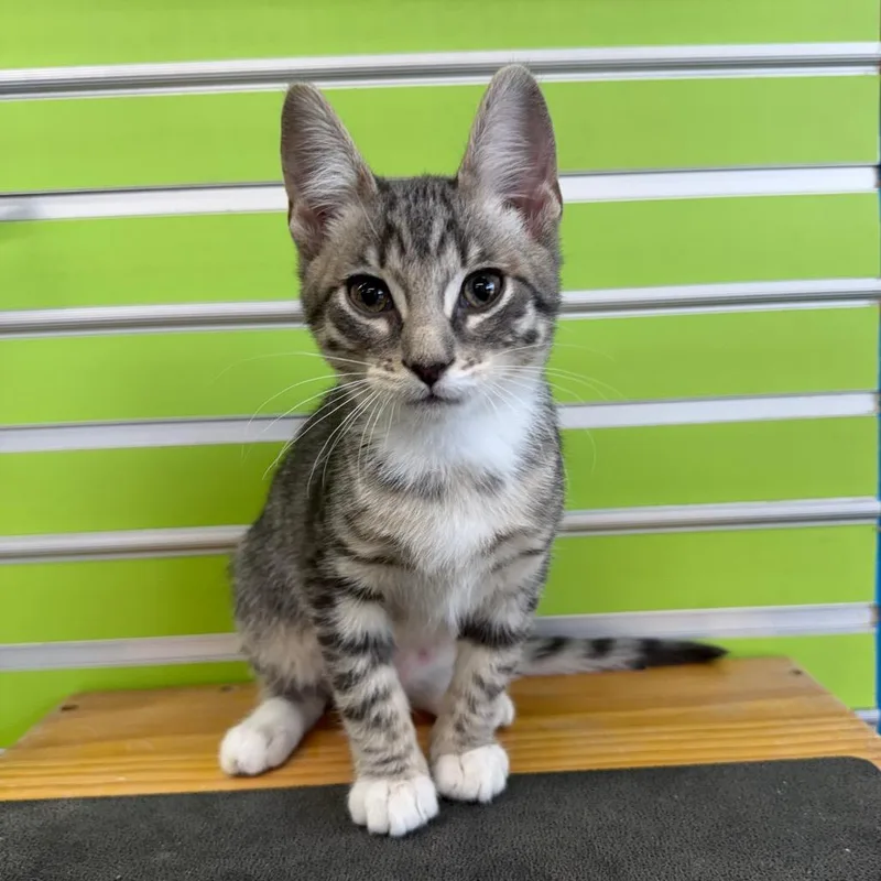 A baby small-sized male Gray / Blue / Silver Domestic Short Hair cat named Kiwi for adoption in Montgomery, AL