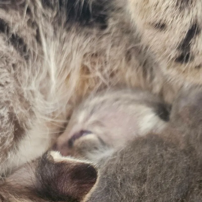Kiwi thumbnail 2