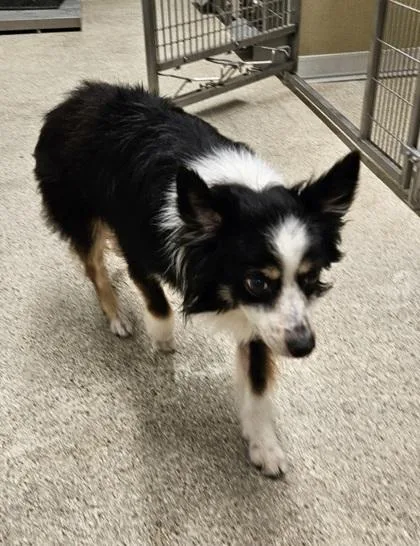 An adult medium-sized male Mixed Breed dog named Alvin for adoption in Lafayette, IN