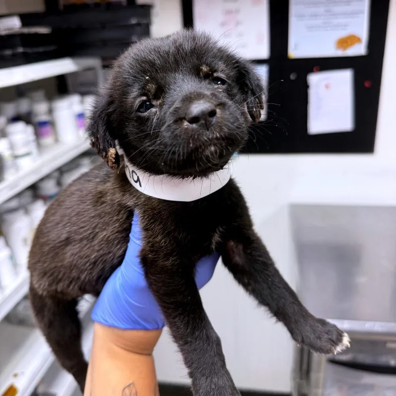 A baby small-sized female Black Australian Shepherd dog named Selena for adoption in Parrish, AL