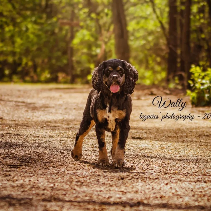 An adult medium-sized male Black Cocker Spaniel dog named Wally for adoption in Pekin, IL