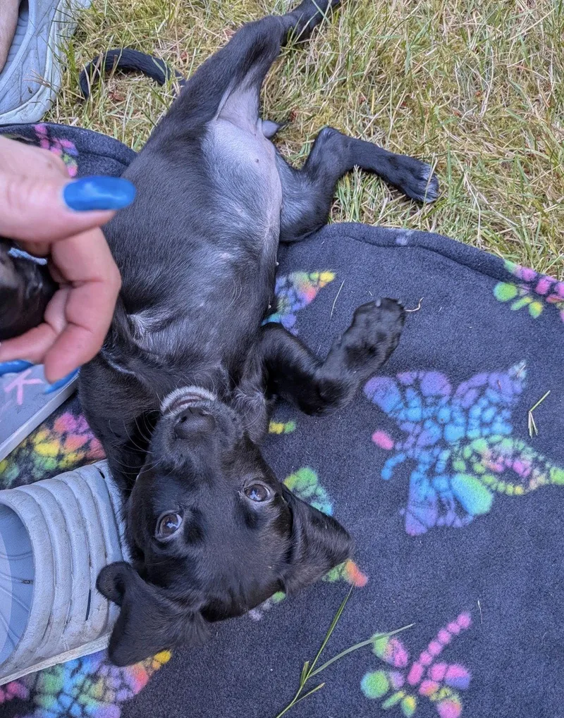 A baby medium-sized female Pointer dog named Maise for adoption in Bothell, WA
