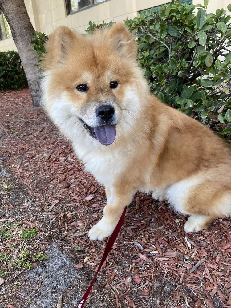 A young medium-sized female Tricolor (Brown, Black, & White) Shiba Inu dog named Cha Cha for adoption in Lakeland, FL