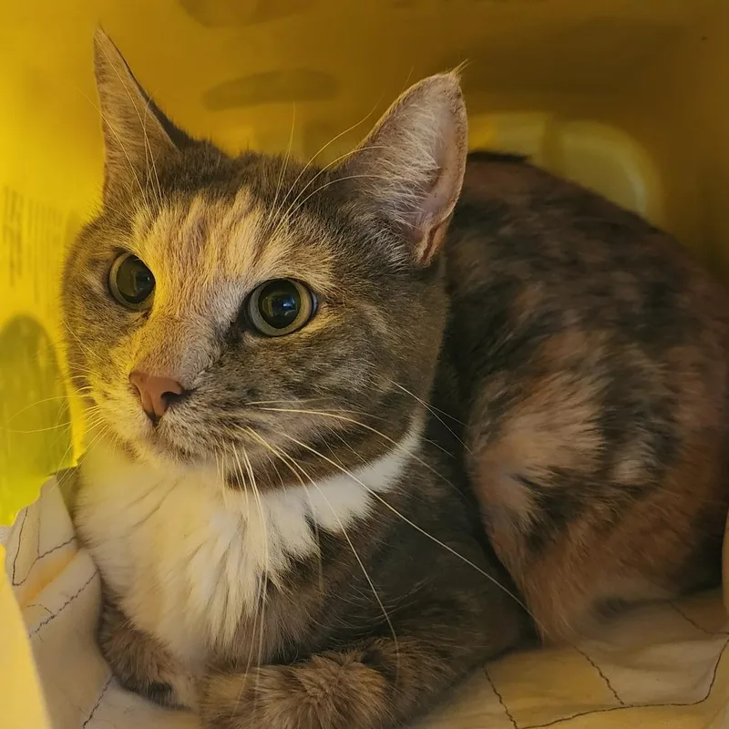 An adult medium-sized female Calico Domestic Short Hair cat named Maeve for adoption in Manhattan, KS