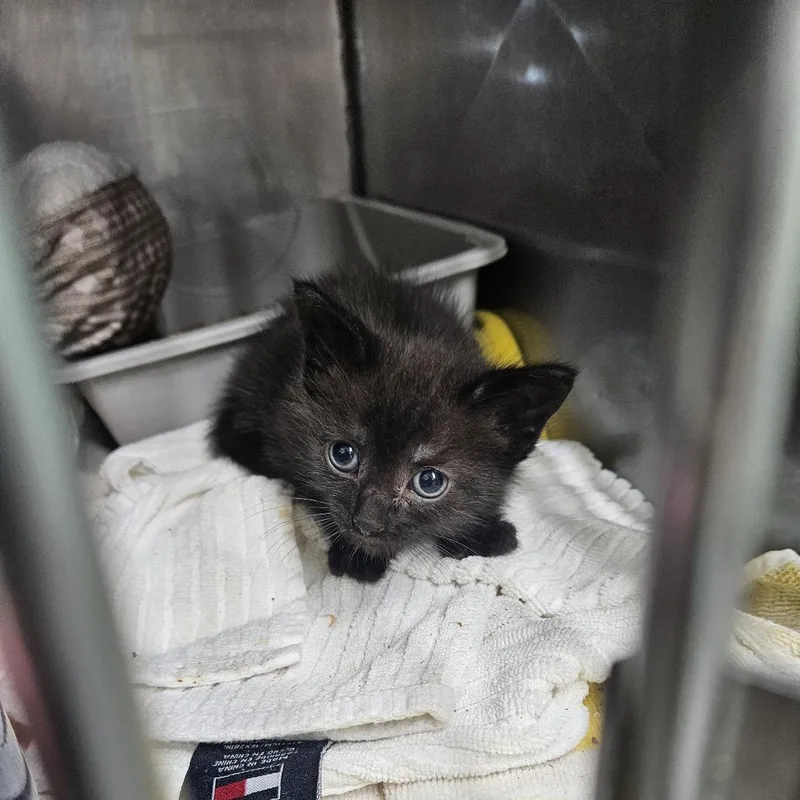 A baby small-sized male Black Domestic Short Hair cat named Brock for adoption in Ridgely, MD