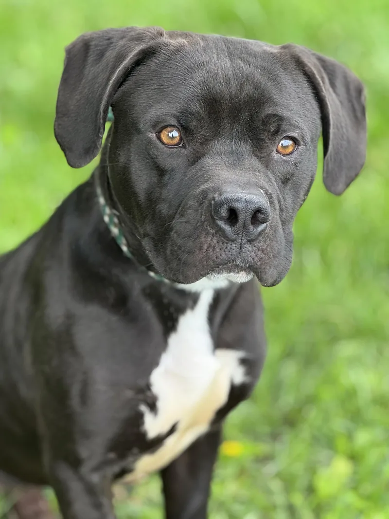 An adult medium-sized male Black Terrier dog named Martin for adoption in Anderson, IN