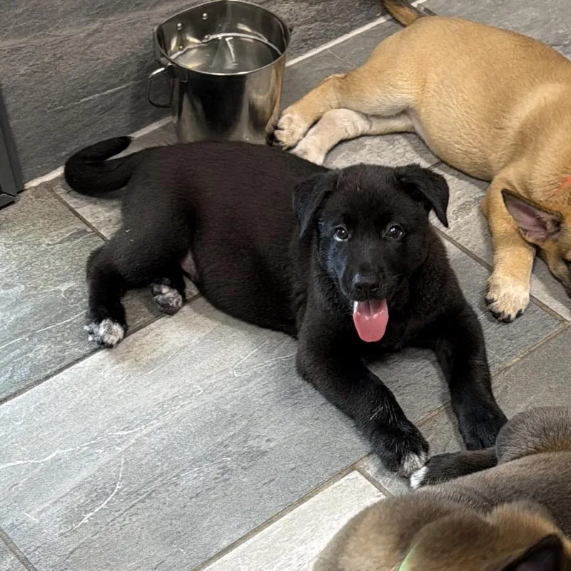 A baby medium-sized male Black Shepherd dog named Bean for adoption in Wellington, FL