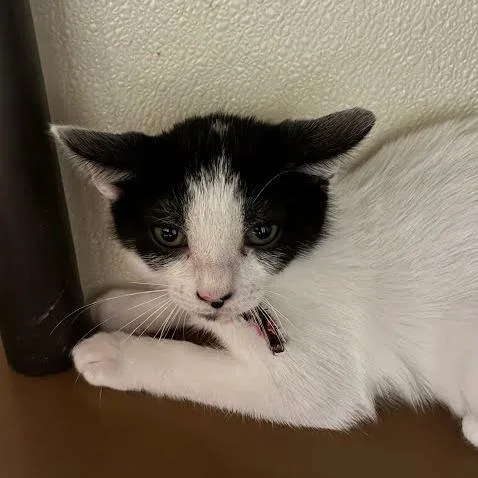 A baby small-sized male Black Domestic Short Hair cat named Jack for adoption in Jeffersonville, IN