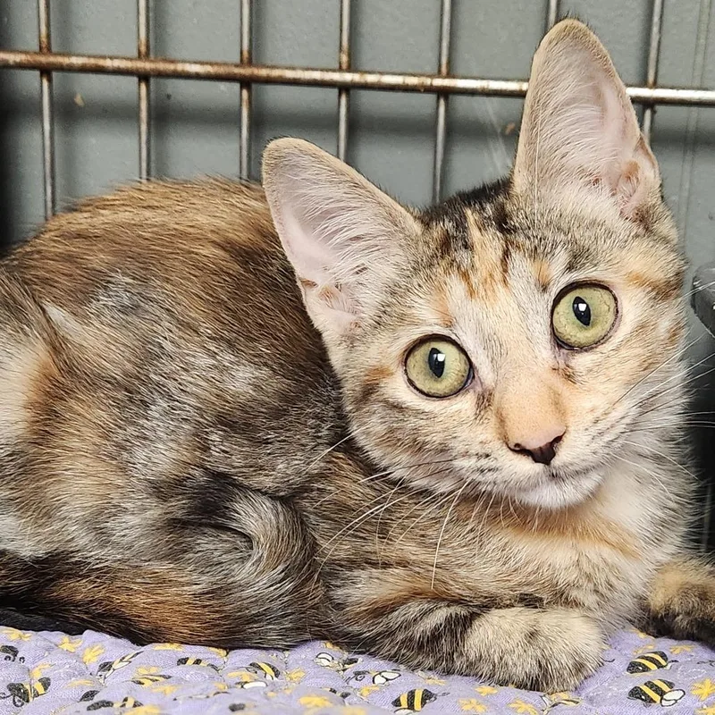 A baby small-sized female Domestic Short Hair cat named Waffles K for adoption in Corsicana, TX