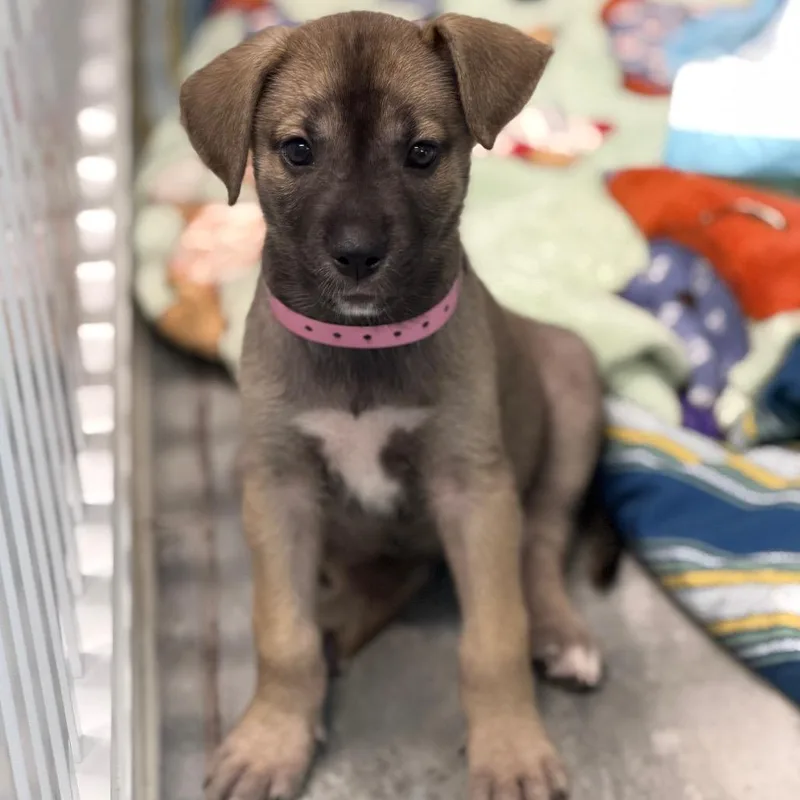 Hazel Aka Hera
