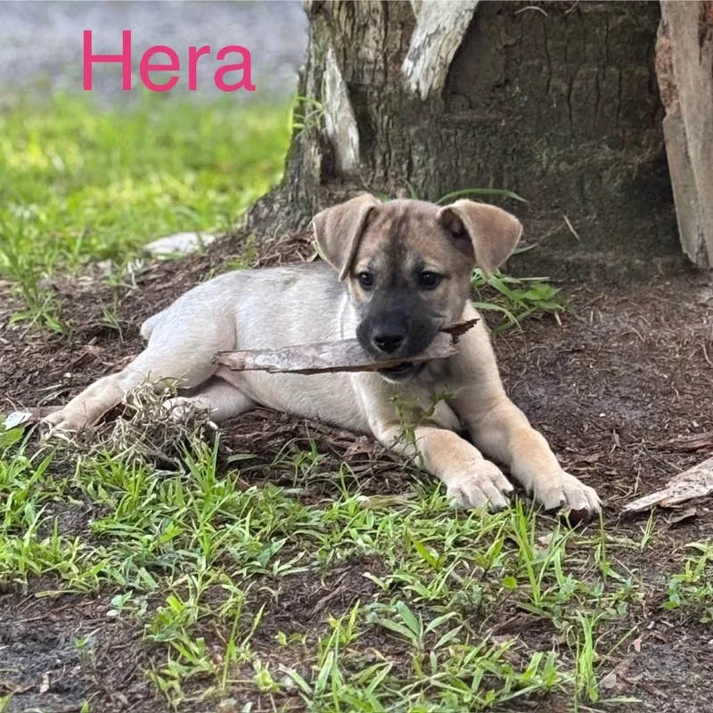 Hazel Aka Hera thumbnail 2