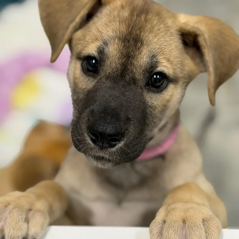 Hazel Aka Hera thumbnail 3