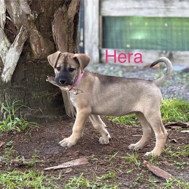 Hazel Aka Hera thumbnail 6