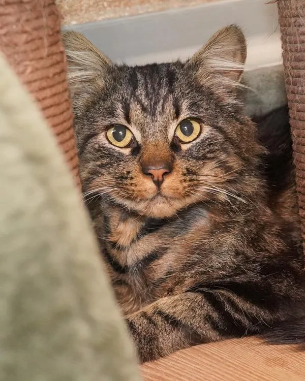 An adult small-sized male Domestic Medium Hair cat named Maggnum for adoption in Novato, CA