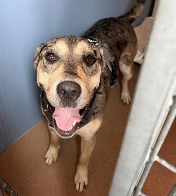 An adult large-sized female Catahoula Leopard Dog dog named Roxy for adoption in San Diego, CA