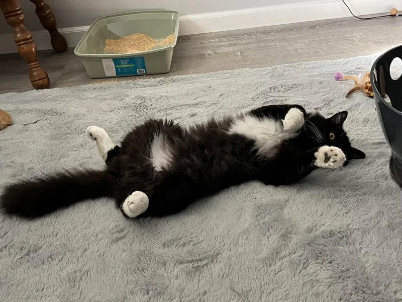 A young medium-sized male Black Domestic Long Hair cat named Misha for adoption in Battle Ground, WA