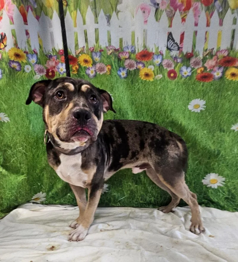 A young medium-sized male Pit Bull Terrier dog named Leo for adoption in Wabash, IN