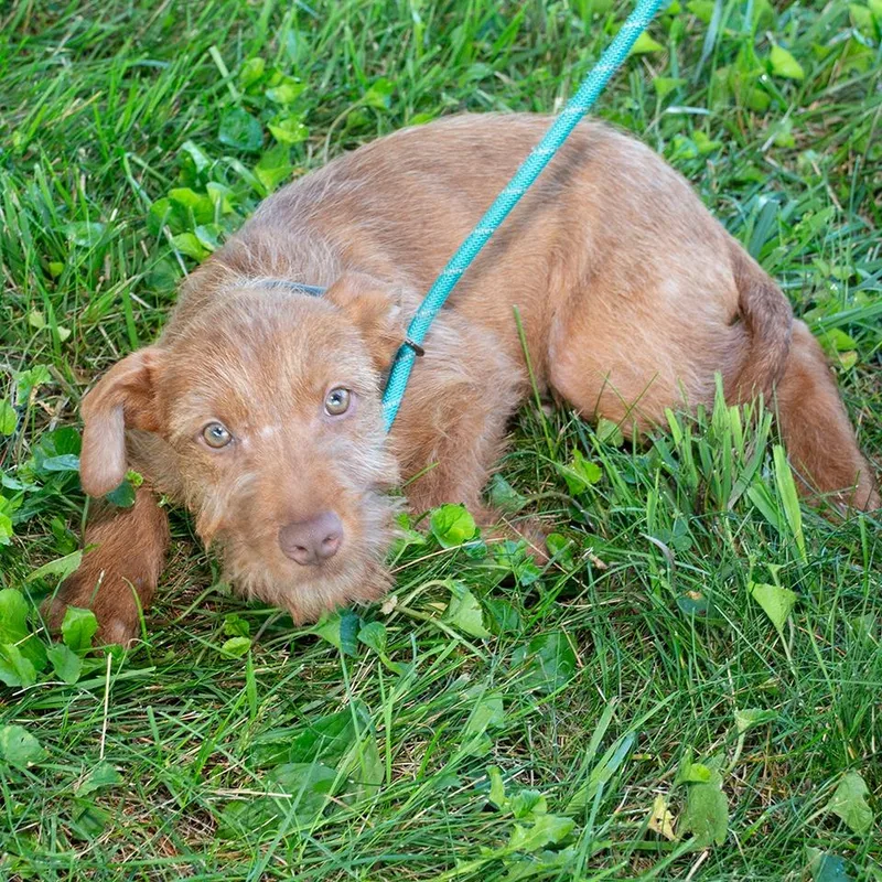 A baby small-sized male Pit Bull Terrier dog named Diego for adoption in Troy, OH