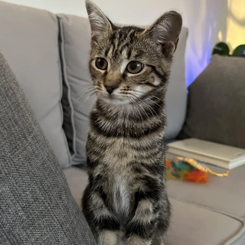 A baby medium-sized female Domestic Short Hair cat named Siren for adoption in Warwick, RI
