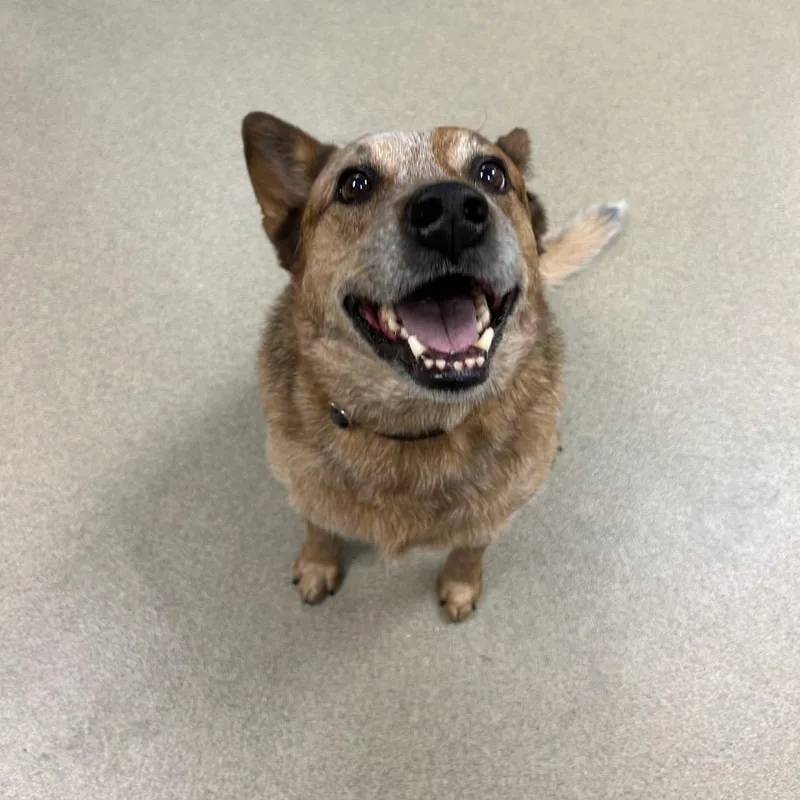 A senior large-sized male Mixed Breed dog named Cool Joe for adoption in Waukesha, WI