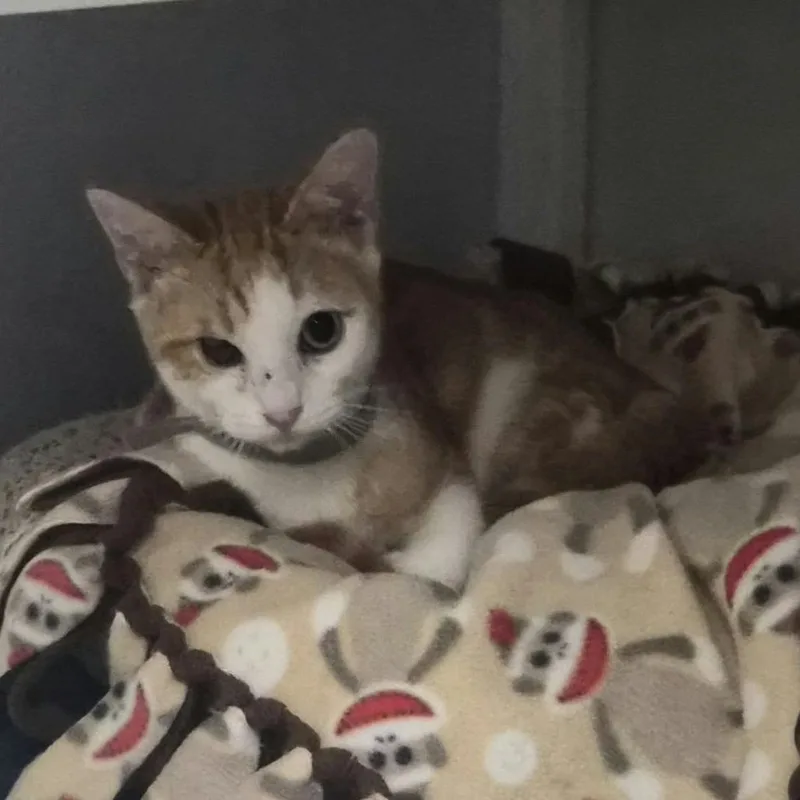 A baby small-sized male White Domestic Short Hair cat named Butternut for adoption in Las Cruces, NM