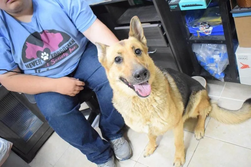 An adult large-sized female German Shepherd Dog dog named Juliet for adoption in Pahrump, NV