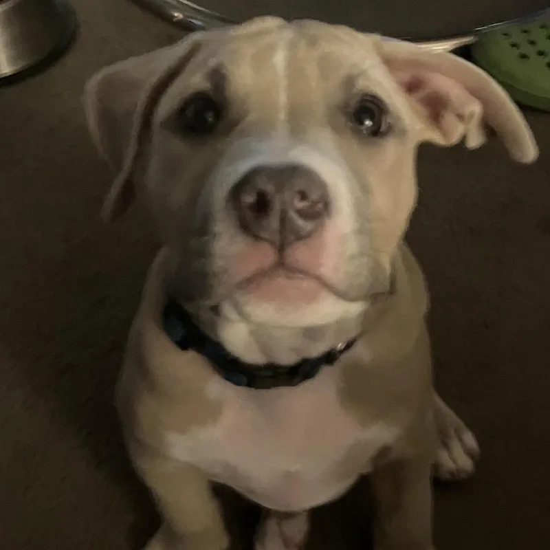 A baby medium-sized male Yellow / Tan / Blond / Fawn American Staffordshire Terrier dog named Phineas for adoption in Enid, OK
