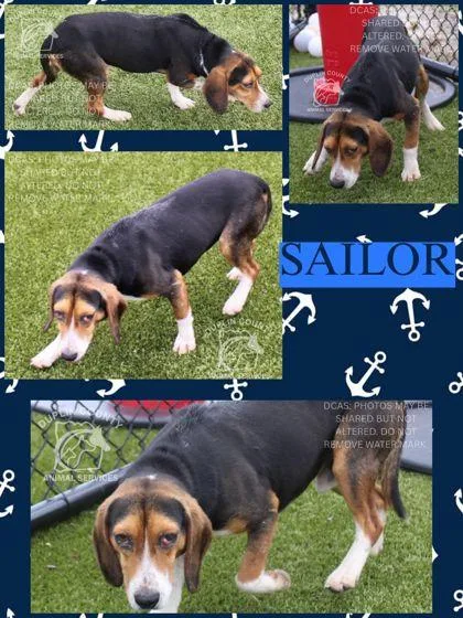 Sailor