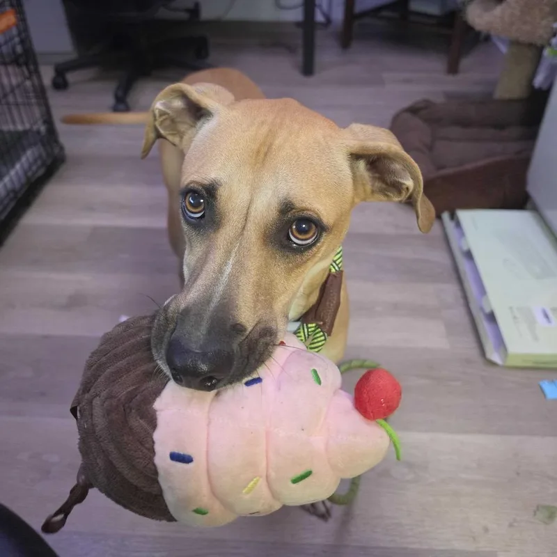 A young small-sized female Yellow / Tan / Blond / Fawn Black Mouth Cur dog named Penny for adoption in Waco, TX