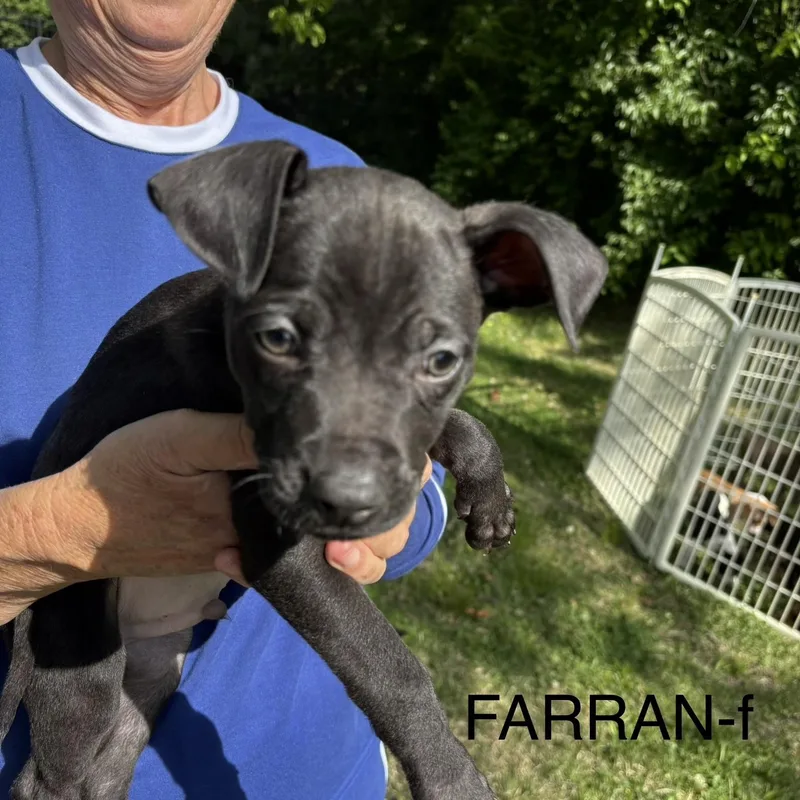 A baby medium-sized male Black Pit Bull Terrier dog named Farrah for adoption in Brentwood, TN