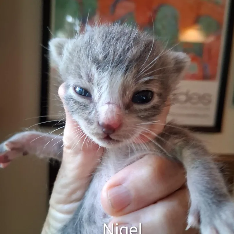 Nigel