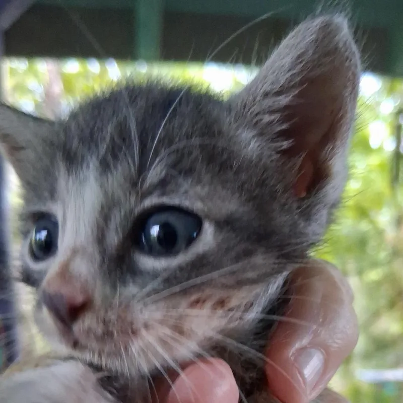 Nigel thumbnail 2
