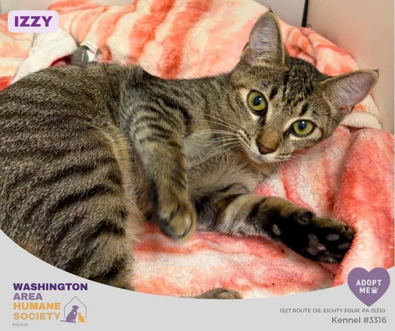 A young small-sized female Tabby (Brown / Chocolate) Domestic Short Hair cat named Izzy for adoption in Eighty Four, PA