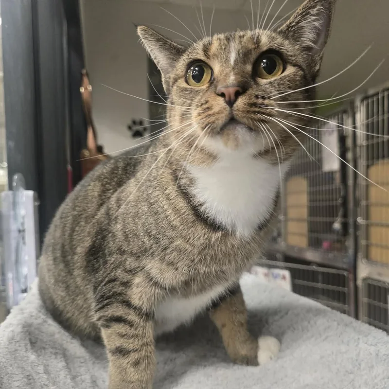 An adult medium-sized female Tabby (Brown / Chocolate) Domestic Short Hair cat named Texas for adoption in Warr Acres, OK