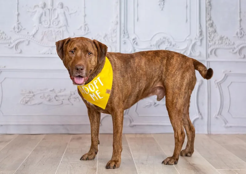 An adult large-sized male Brindle Labrador Retriever dog named Drax for adoption in Frisco, TX
