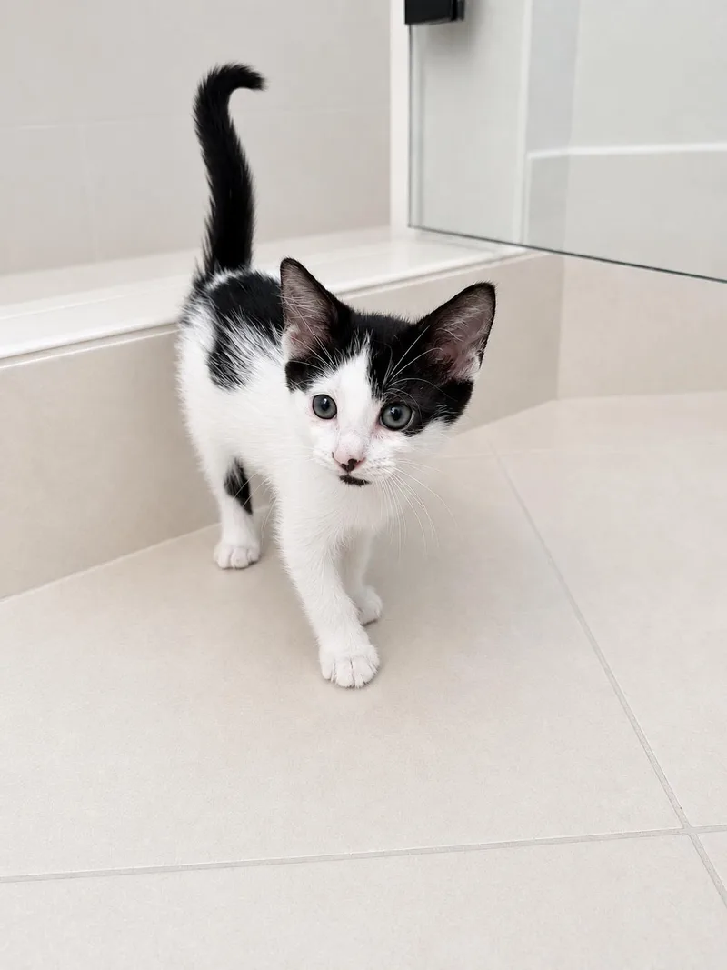 Dolly Purrkins thumbnail 4