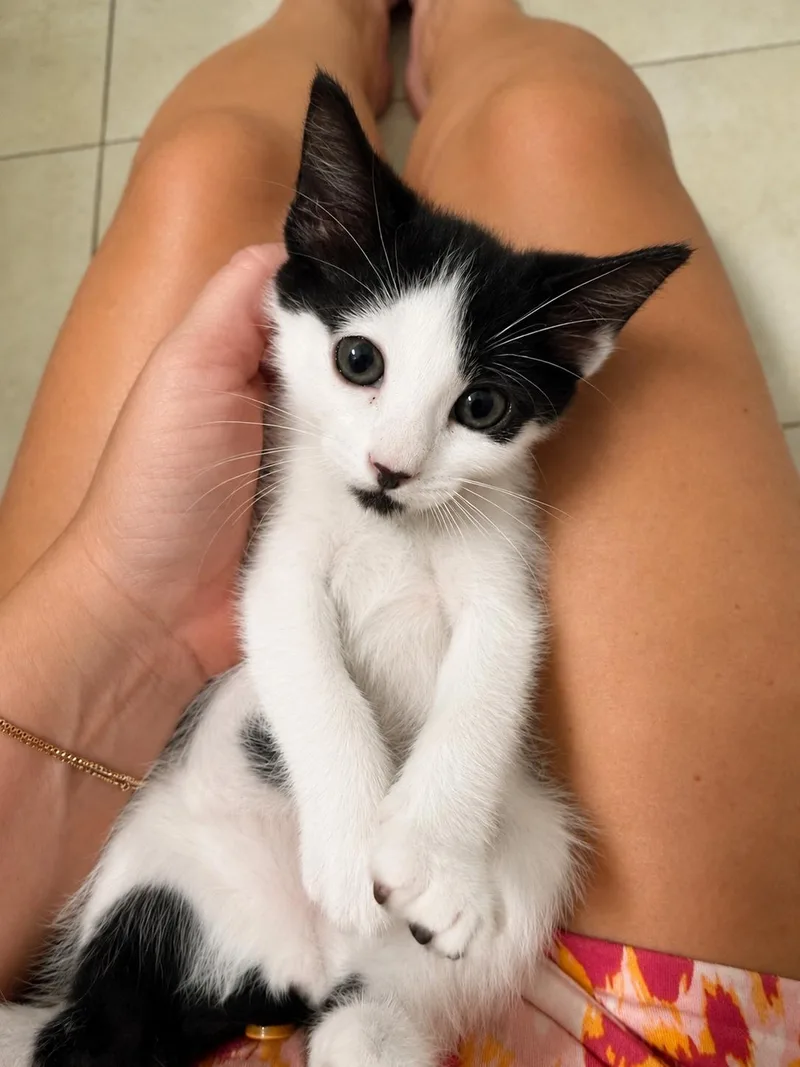 Dolly Purrkins thumbnail 6
