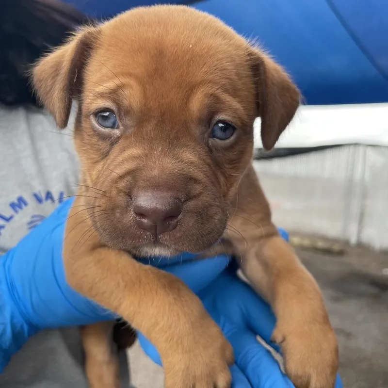 A baby small-sized female Red / Chestnut / Orange Pit Bull Terrier dog named Madison for adoption in Edinburg, TX