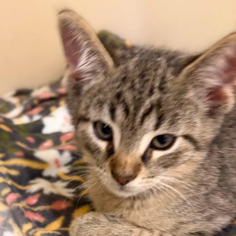 A baby small-sized male Brown / Chocolate Domestic Short Hair cat named Pedro for adoption in Zanesville, OH