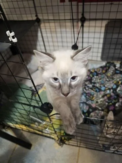 A baby medium-sized female Brown / Chocolate Siamese cat named Thyra for adoption in Baltimore, MD