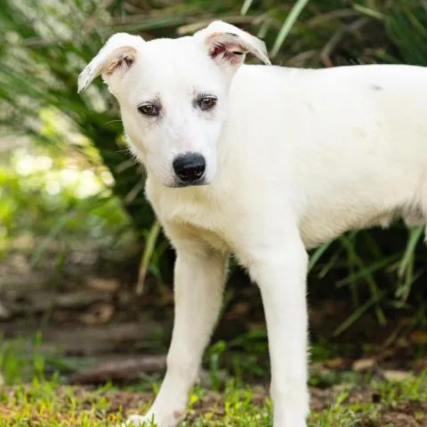 A young medium-sized male Australian Shepherd dog named Ollie for adoption in Camarillo, CA