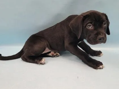 A baby large-sized female Labrador Retriever dog named Jordan for adoption in Coon Rapids, MN