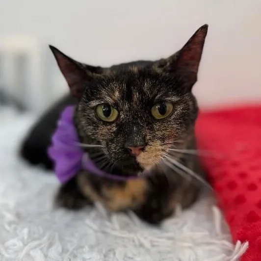 An adult medium-sized female Tortoiseshell cat named Ella Meowling for adoption in Friendswood, TX