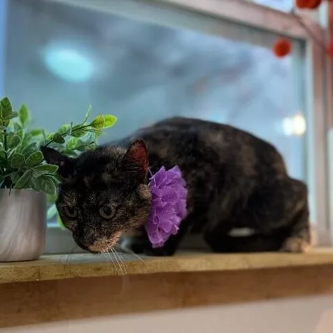 Ella Meowling thumbnail 2