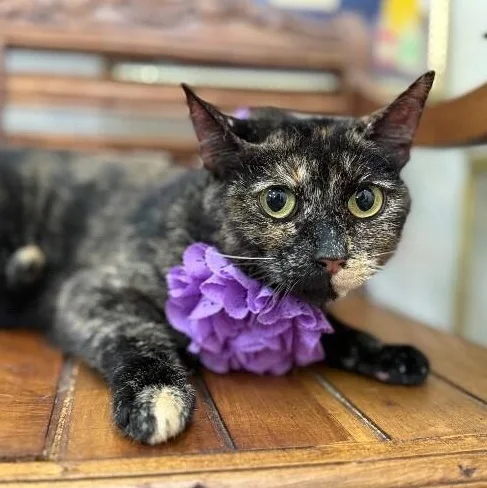 Ella Meowling thumbnail 3