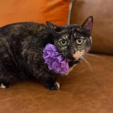 Ella Meowling thumbnail 4