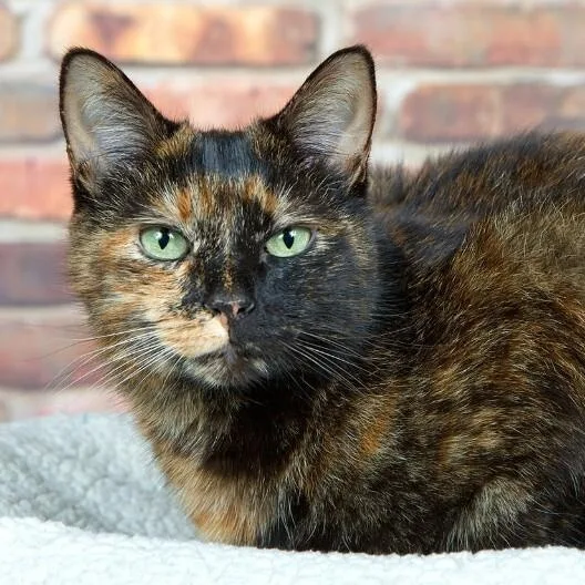 Ella Meowling thumbnail 5