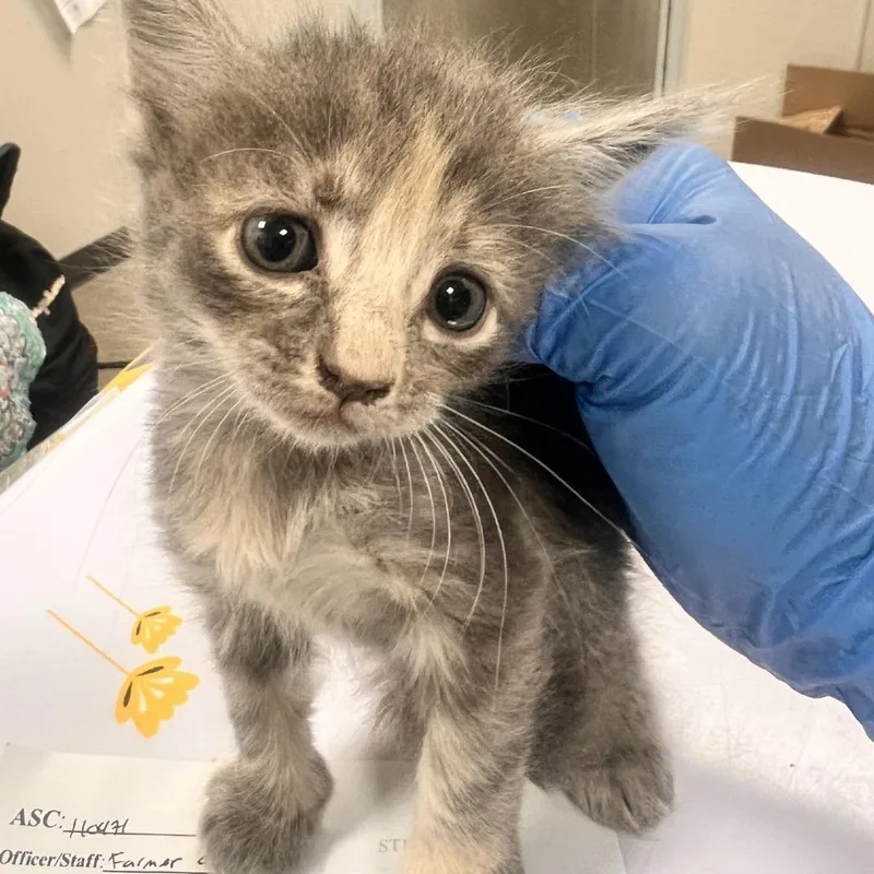 A baby small-sized female Gray / Blue / Silver Domestic Short Hair cat named Blossom for adoption in Las Cruces, NM