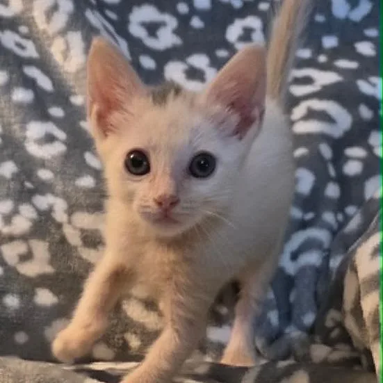 A baby small-sized male White Domestic Short Hair cat named Mothman for adoption in South Elgin, IL